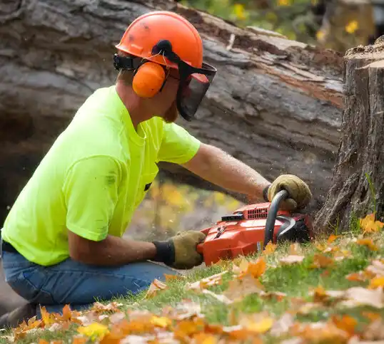 tree services Horn Lake